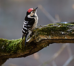 BB 05 0080 / Dendrocopos minor / Dvergspett